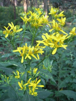 Yellow Crownbeard